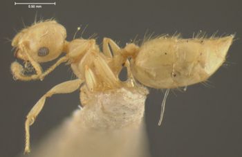 Media type: image; Entomology 9166   Aspect: habitus lateral view